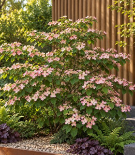 Viburnum plicatum ‘Pink Beauty’